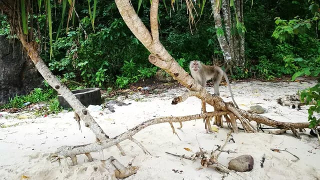 Teluk Hijau Banyuwangi